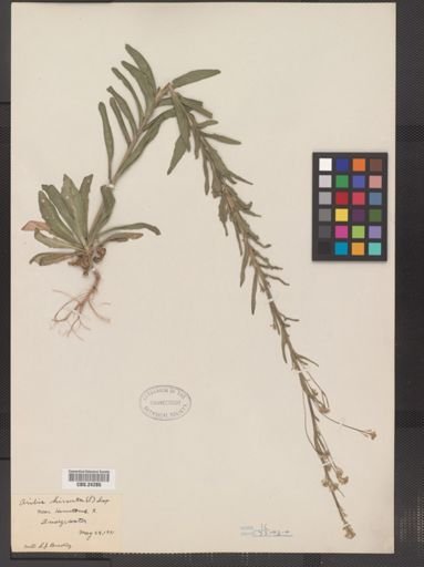 Arabis hirsuta pycnocarpa