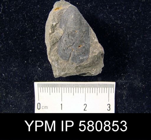 undet. Linguloidea