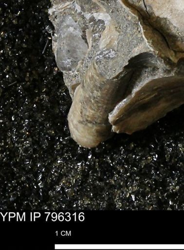 Dentalium sp.