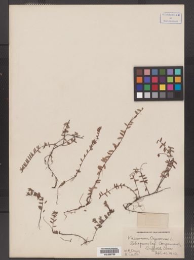 Vaccinium oxycoccos