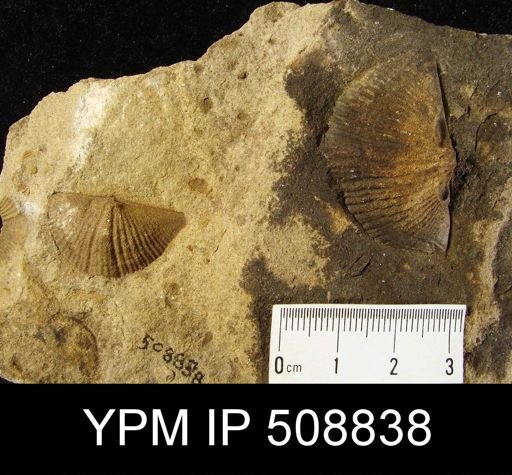 Spirifer allegheniensis