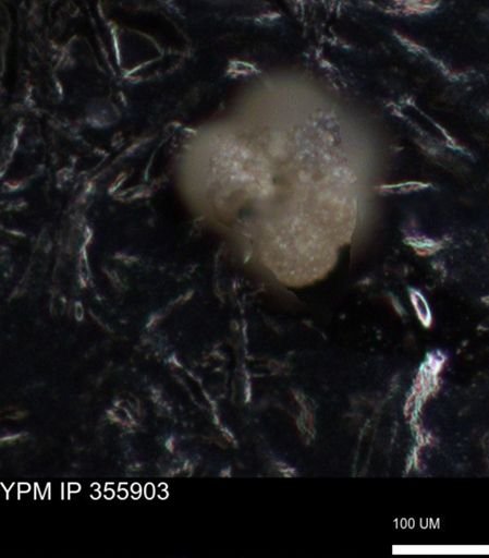 undet. Foraminiferida