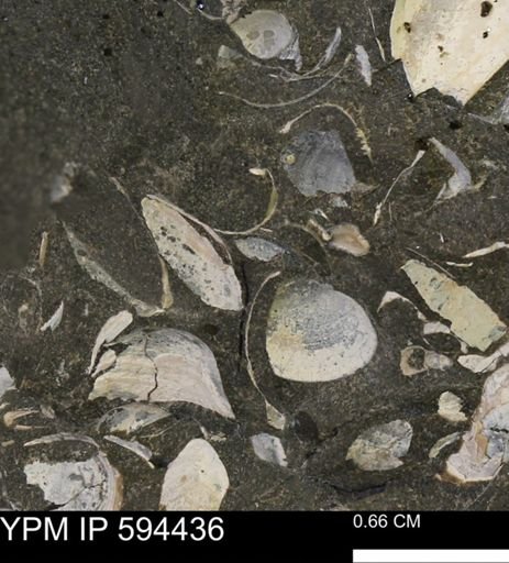 Protocardia sp.