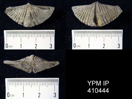 Mucrospirifer pennatus