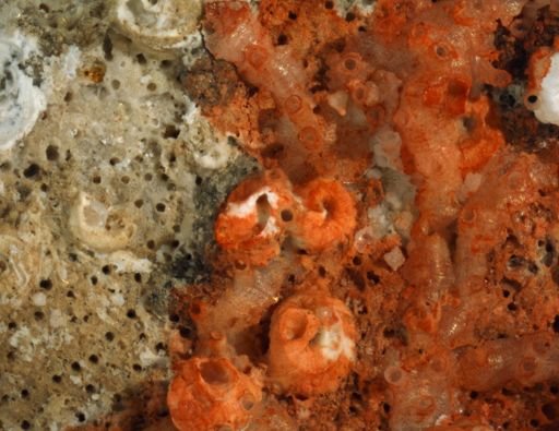 Tubulipora