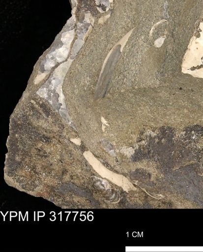 undet. Mollusca