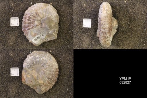 Jeletzkytes nebrascensis
