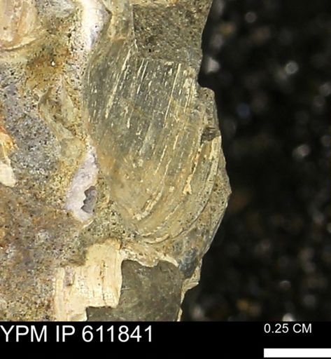 Protocardia sp.