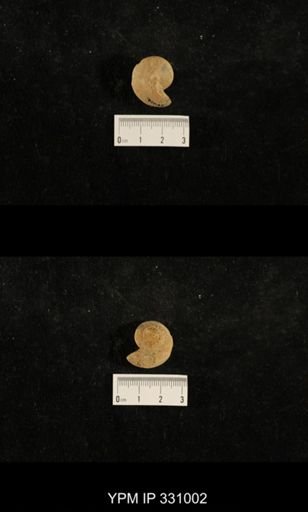 Trepospira sphaerulata
