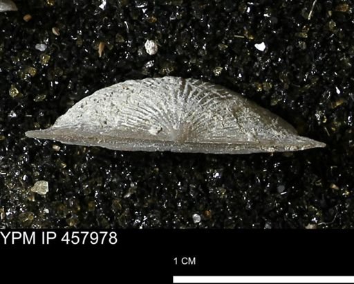 Strophodonta sp.