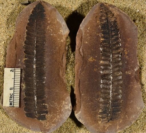 Pecopteris sp.