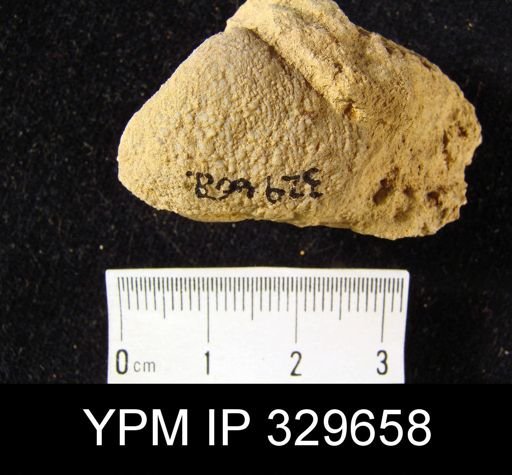 undet. Athyridida