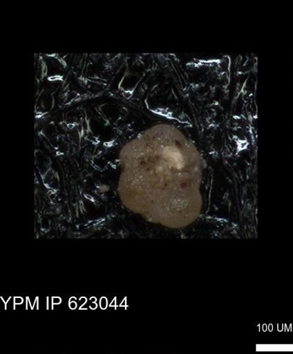undet. Foraminiferida