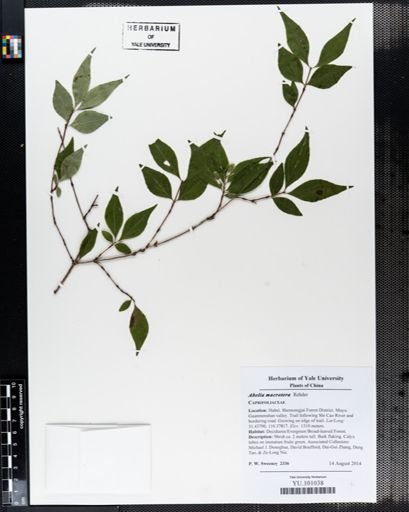 Abelia macrotera