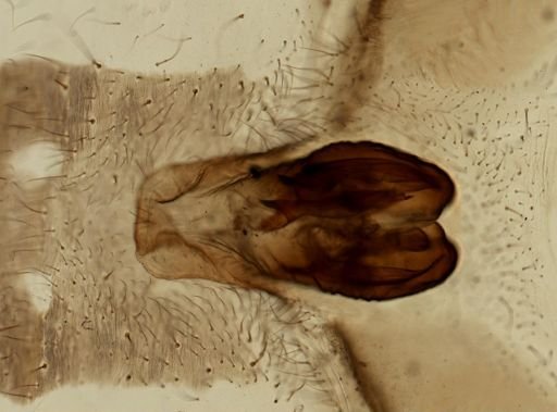 Araneae