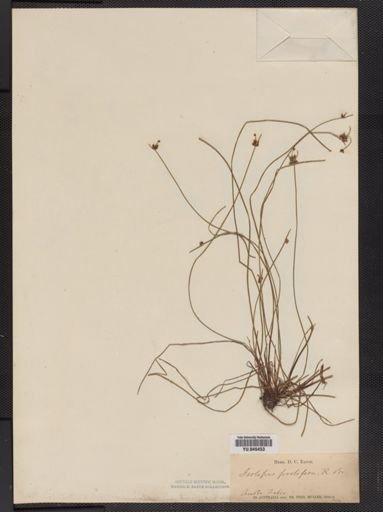 Plantae