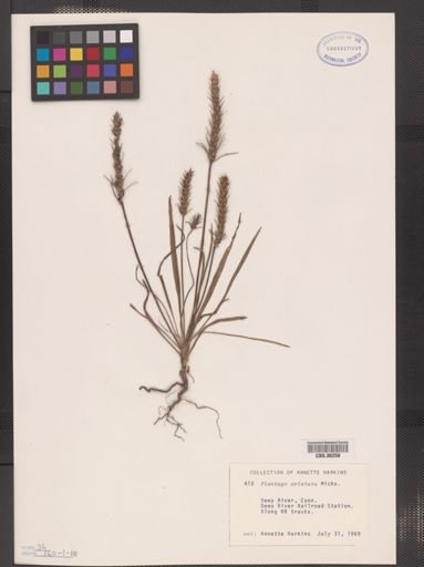 Plantago aristata
