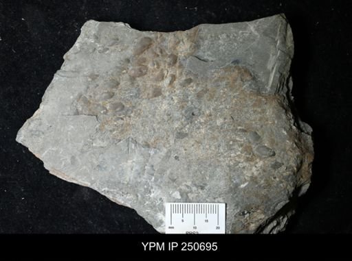 Ostracoda?