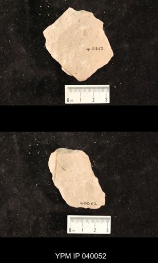 Ephemeroptera