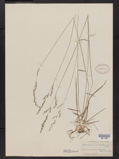 Sphenopholis nitida