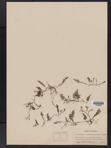 Trichomanes