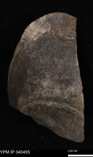 Ostrea glabra