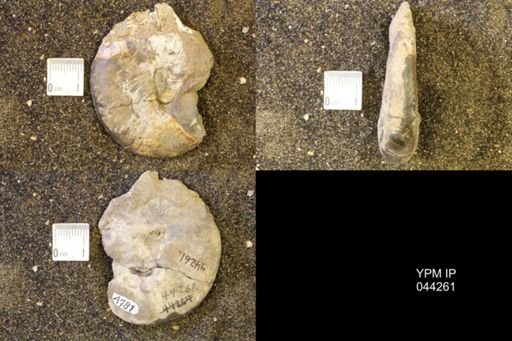 Hoploscaphites comprimus