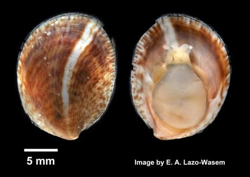 Crepidula fornicata