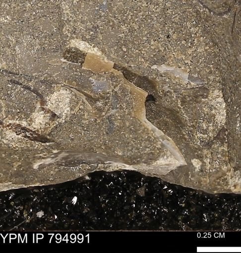 undet. Mollusca