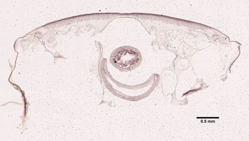 Nectonemertes mirabilis