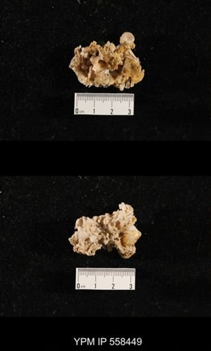 Girtycoelia sp.