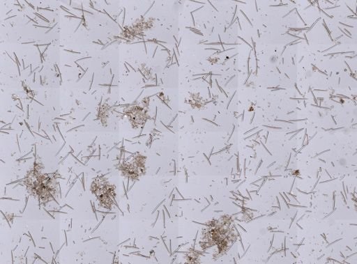 Isodictya deichmannae