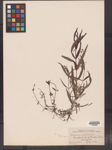 Veronica scutellata