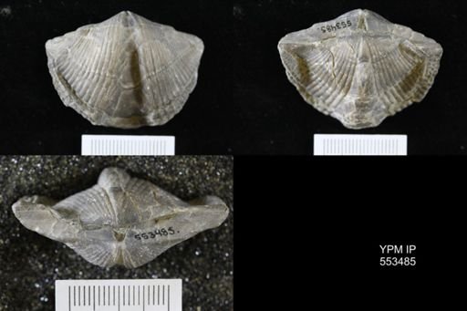 Spirifer audacula