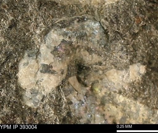 Pseudoptera subtortuosa