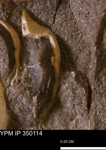 Parallelodon (Cosmetodon) sp.