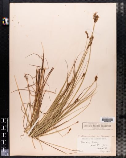 Carex tenera