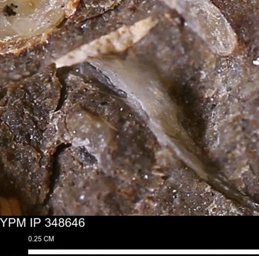 undet. Mollusca