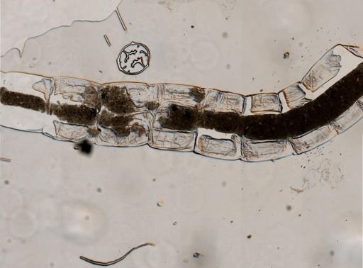 Glyptotendipes