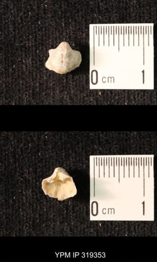 Ambocoelia planoconvexa