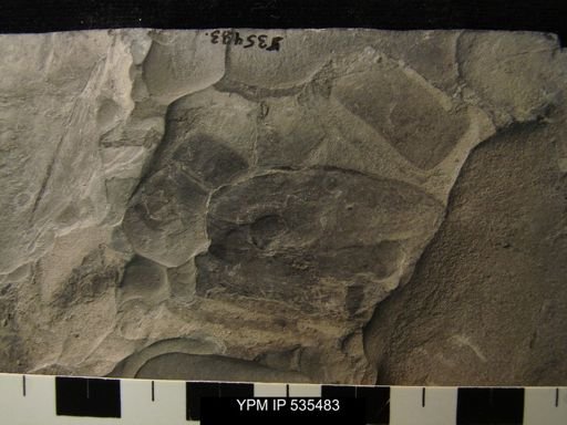 undet. Eurypterida