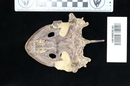 Toxochelys latiremis