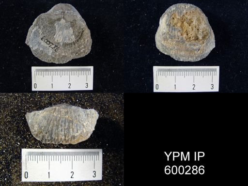 Pustula nebrascensis