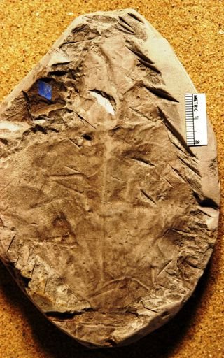 Menispermites borealis