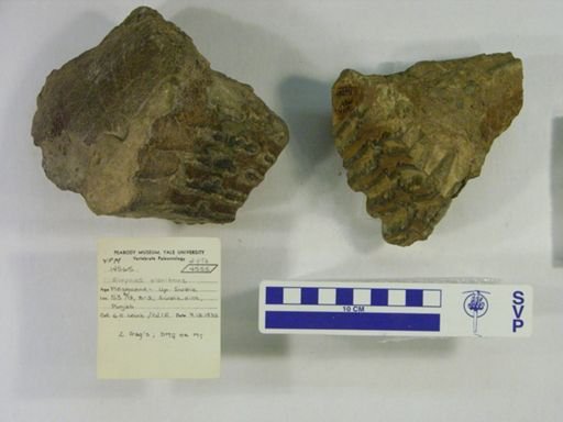 Elephas planifrons