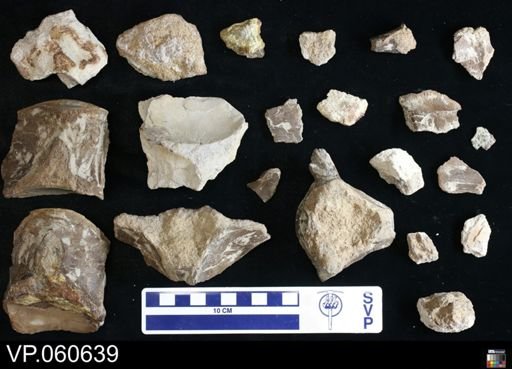 Mosasauridae