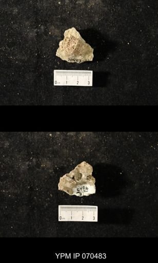 Favosites louisvillensis