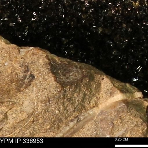 undet. Mollusca