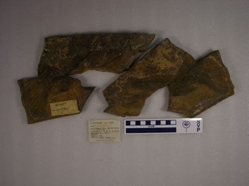 Enchodus sp.