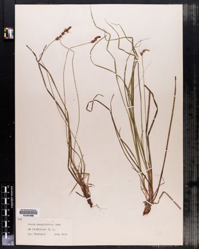 Carex pensylvanica